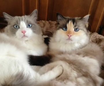Ragdollkitty Ragdolls of Southern Cal