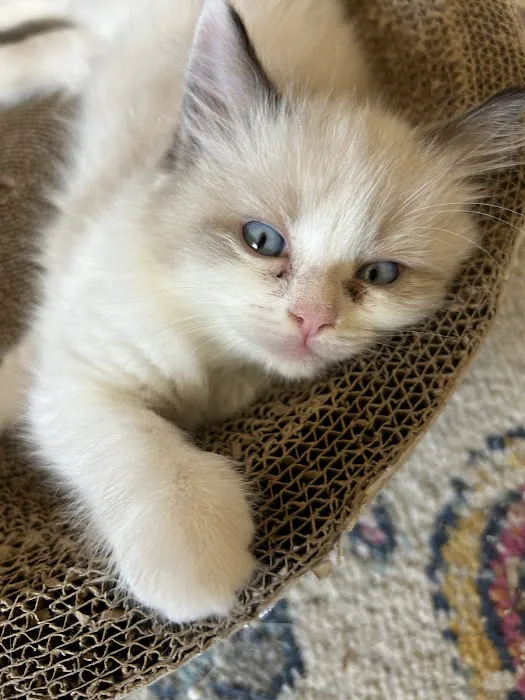 Ragdollkitty Ragdolls of Southern Cal 9