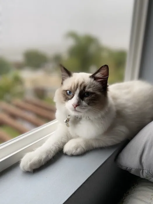 Ragdollkitty Ragdolls of Southern Cal 8