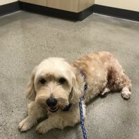 Vetco Total Care Animal Hospital ico