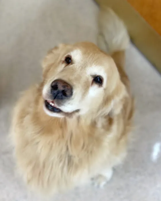 College Pet Clinic 1