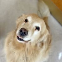 College Pet Clinic ico