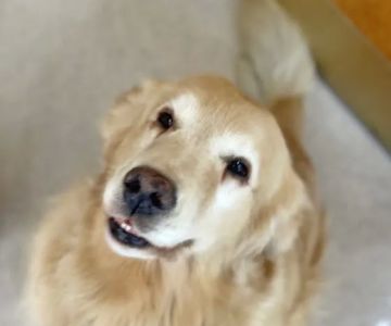 College Pet Clinic