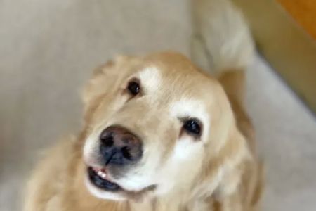 College Pet Clinic