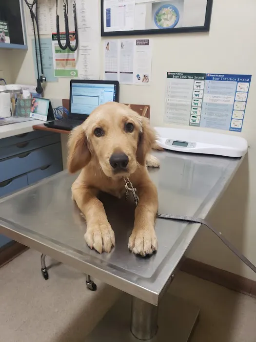 College Pet Clinic 9