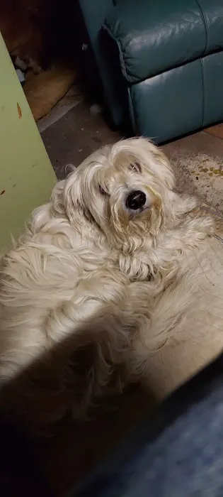 College Pet Clinic 6