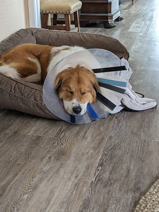Coastal Animal Hospital 5
