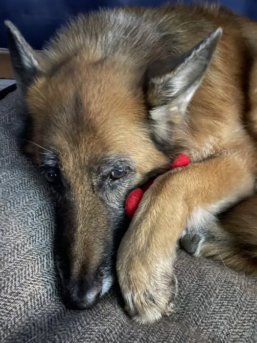 Companion Animal Wellness Center 9