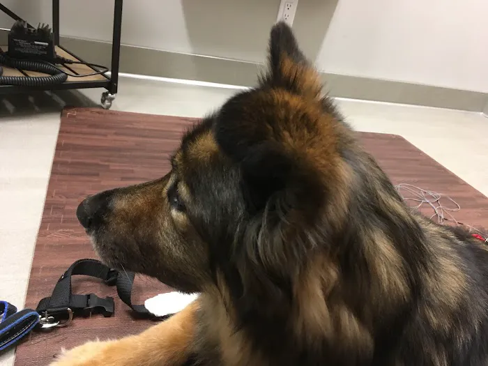 Companion Animal Wellness Center 6