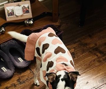 Companion Animal Wellness Center