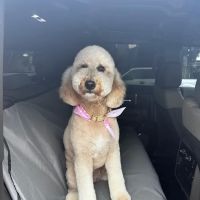 Veterinary Emergency Group ico