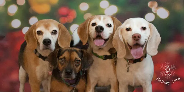 Signature Veterinary Services 2