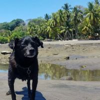 Signature Veterinary Services ico