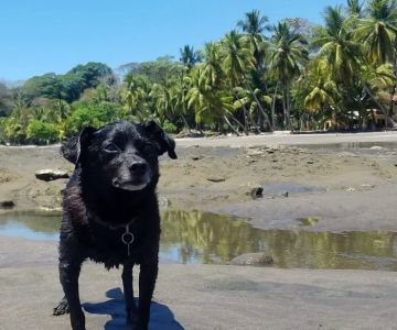 Signature Veterinary Services