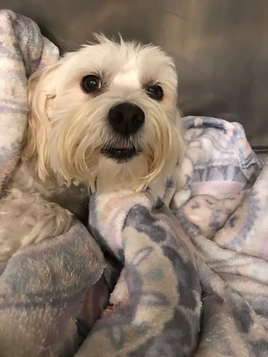 Mohnacky Animal Hospitals of Carlsbad 4