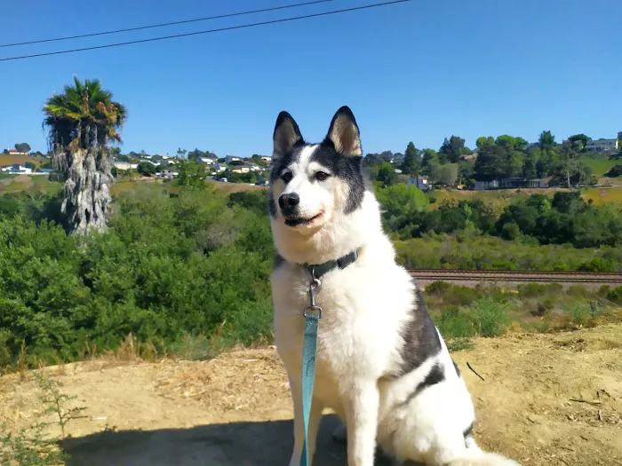 Mohnacky Animal Hospitals of Carlsbad 5