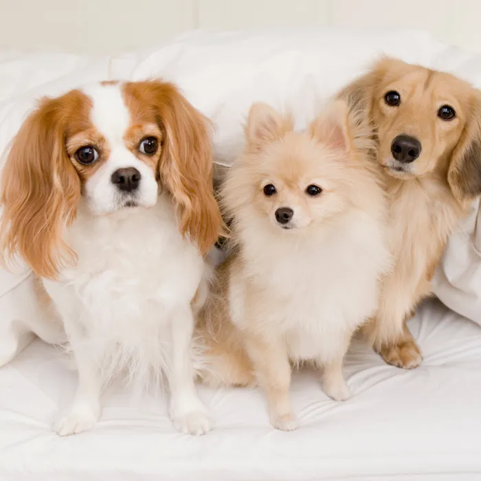 Bonsall Pet Hospital 10