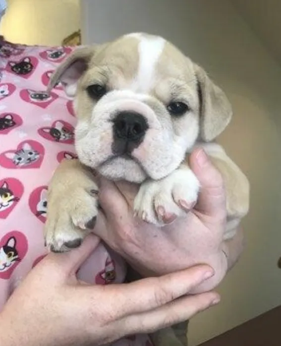 Bonsall Pet Hospital 6