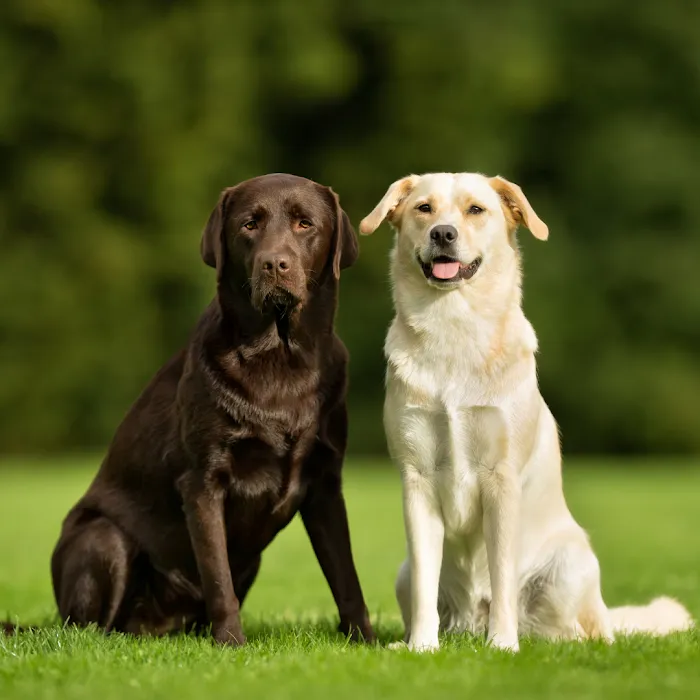 Bonsall Pet Hospital 8
