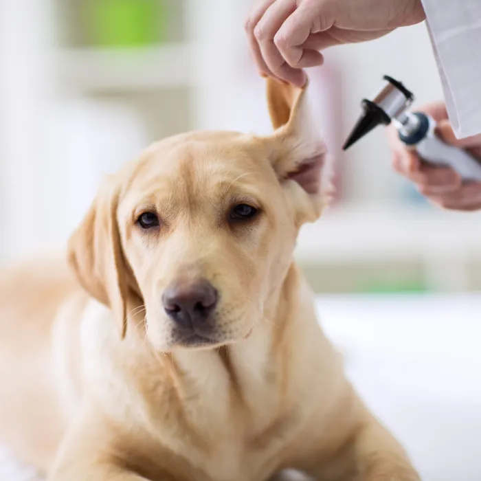 Bonsall Pet Hospital 7