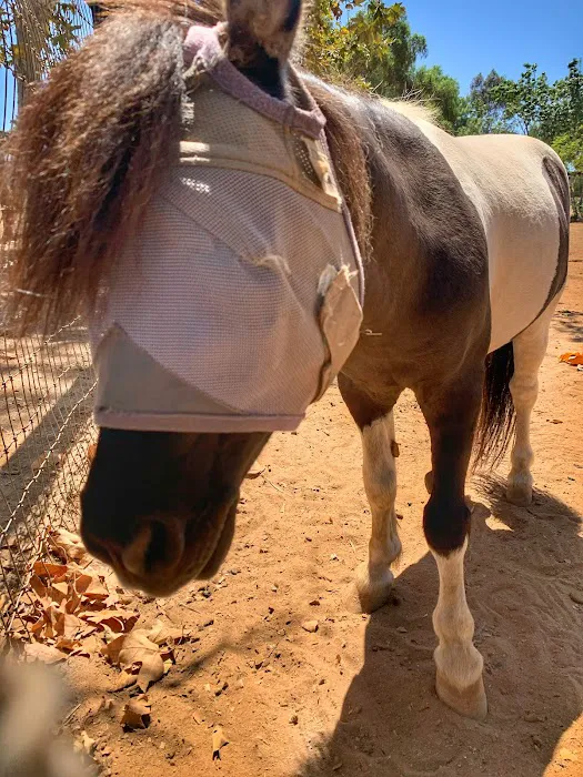 San Luis Rey Equine Hospital 3