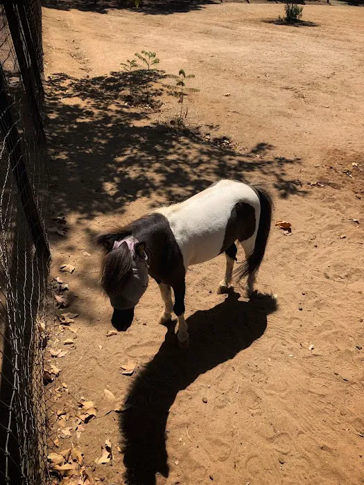 San Luis Rey Equine Hospital 1