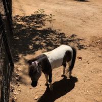San Luis Rey Equine Hospital ico