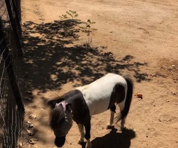 San Luis Rey Equine Hospital
