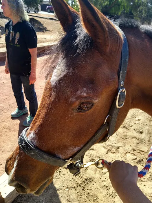 San Luis Rey Equine Hospital 8