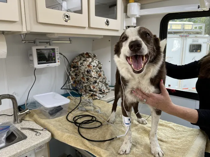 The Visiting Vet North County 4
