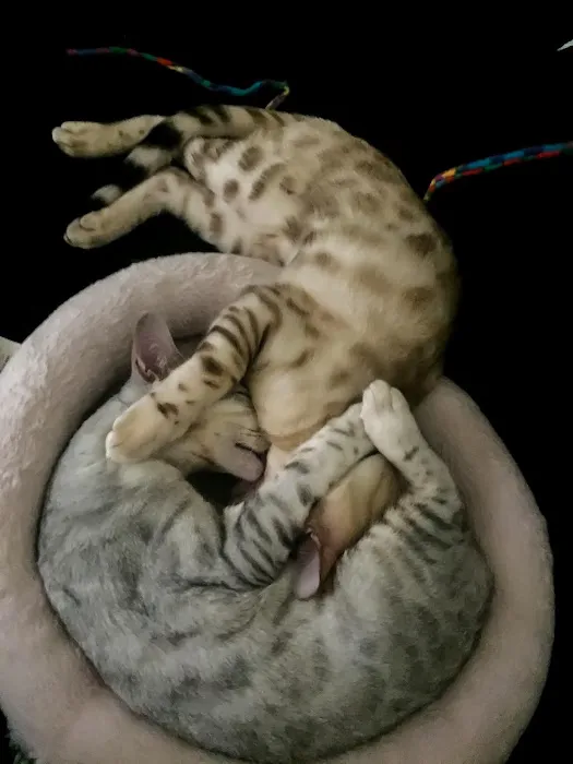 Jungle Music Bengals 2