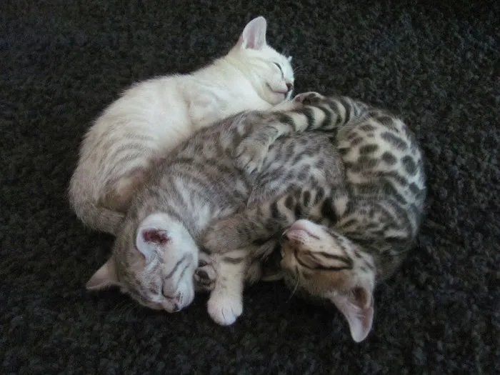 Jungle Music Bengals 1