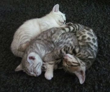 Jungle Music Bengals