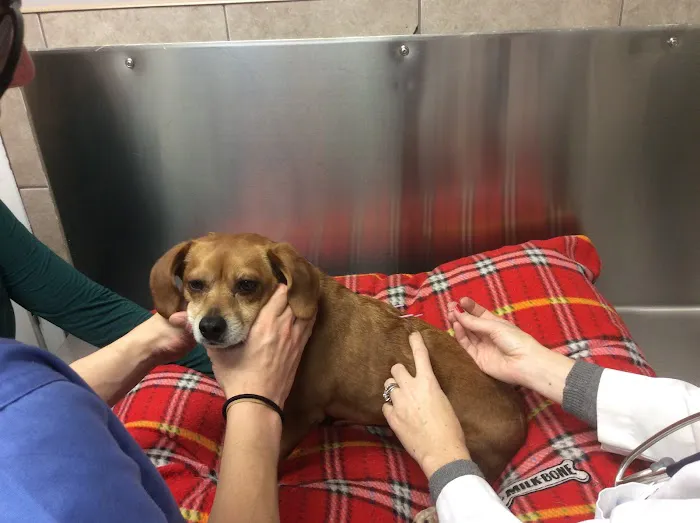 Heights Veterinary Associates 7