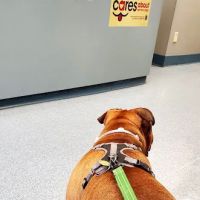 Hoboken Animal Hospital ico