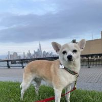 Hoboken Animal Hospital Pa: Martin Emmanuelle DVM ico