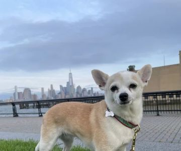 Hoboken Animal Hospital Pa: Martin Emmanuelle DVM