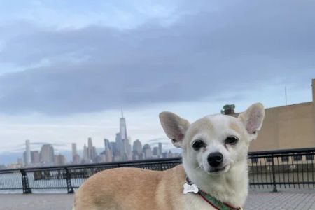 Hoboken Animal Hospital Pa: Martin Emmanuelle DVM