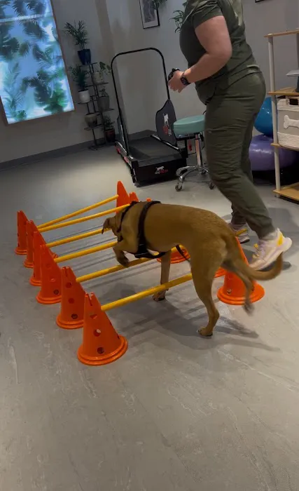 Sage Canine Rehabilitation Center 12