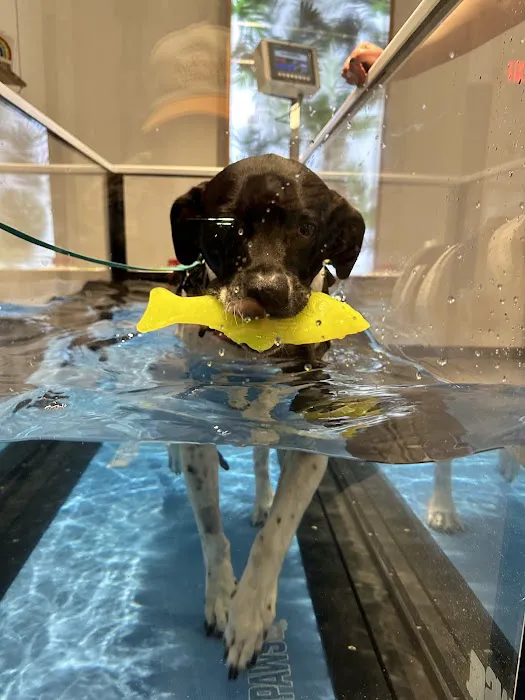 Sage Canine Rehabilitation Center 12