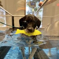 Sage Canine Rehabilitation Center ico