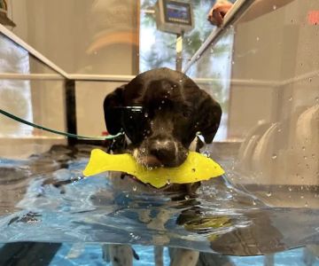 Sage Canine Rehabilitation Center