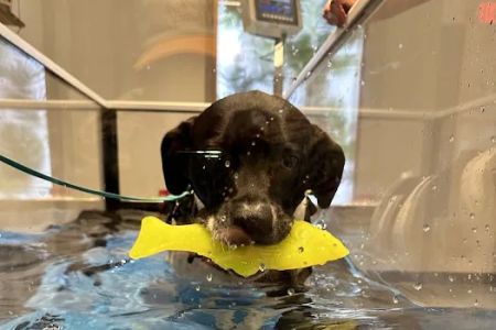 Sage Canine Rehabilitation Center