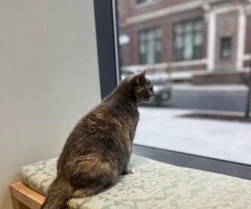 Sage Veterinary Center