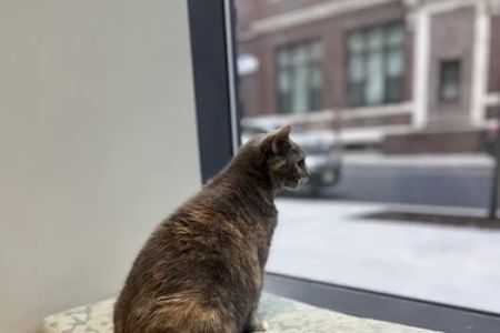 Sage Veterinary Center