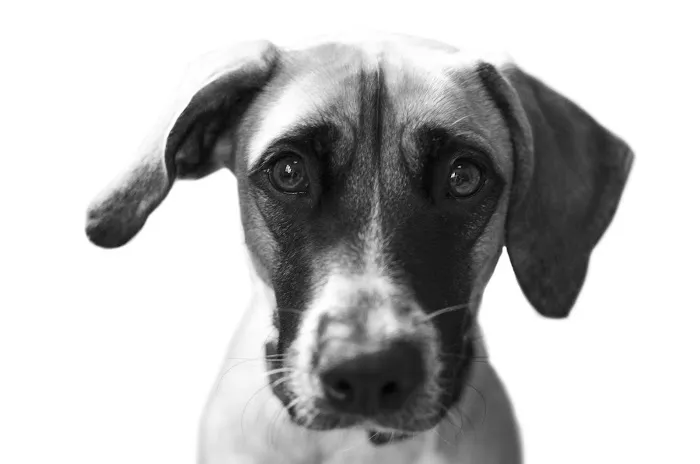 Newport Veterinary Center 12