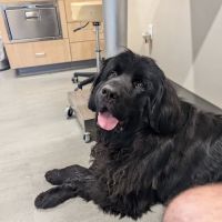 Pocono Peak Veterinary Center ico