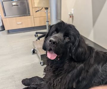 Pocono Peak Veterinary Center