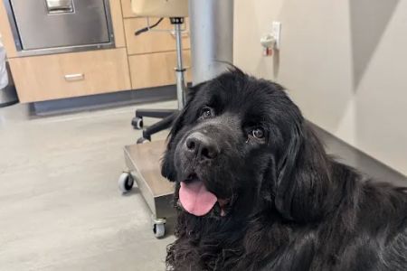 Pocono Peak Veterinary Center
