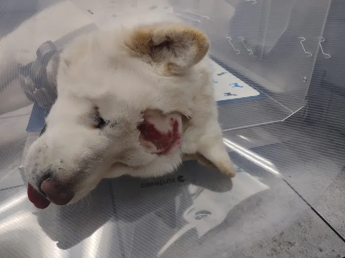 Barton Heights Veterinary Hospital 12